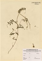 藏品(窄葉野豌豆)的圖片